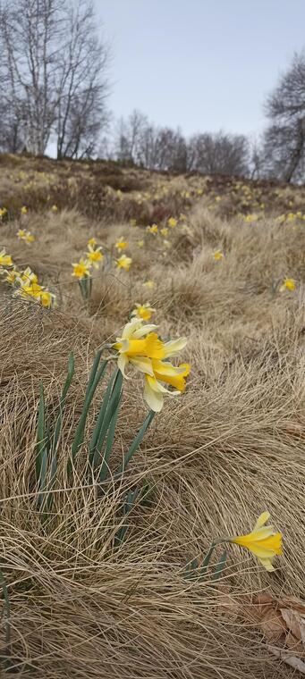 jonquilles