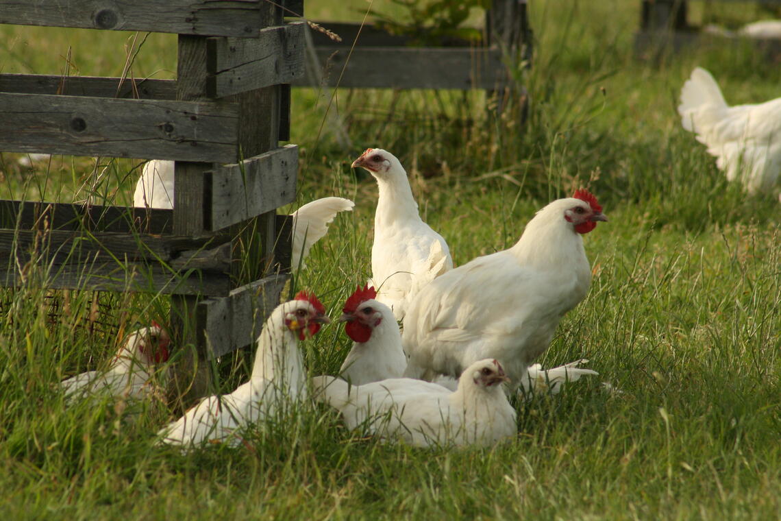 poulets de Bresse