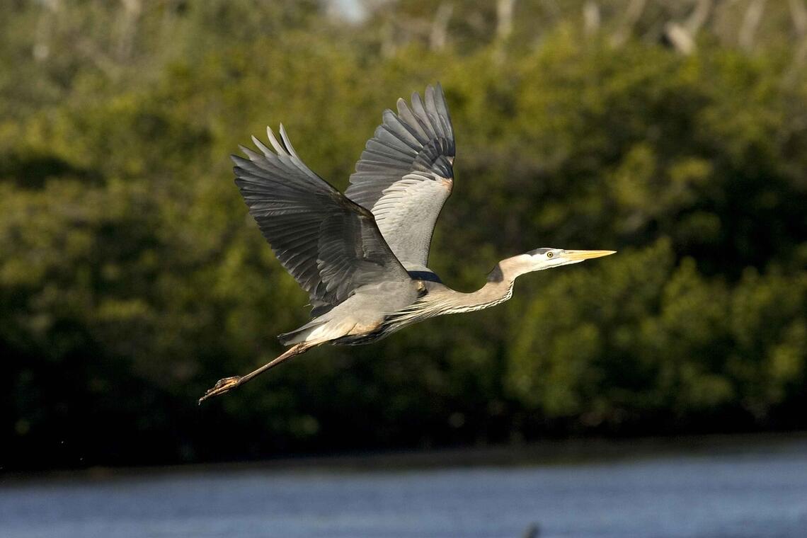 Milans et autres oiseaux des marais_Moragne