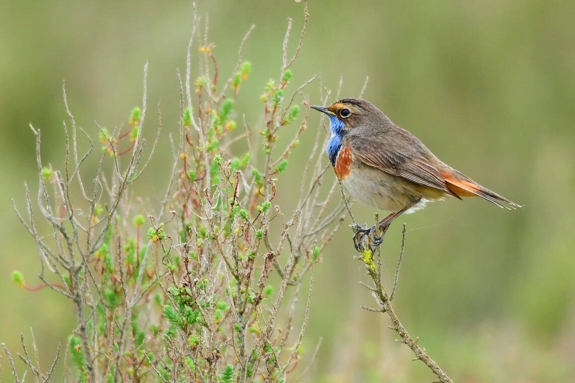 Reserve-Moeze-Oleron-LPO-Le-printemps-des-gorgebleues