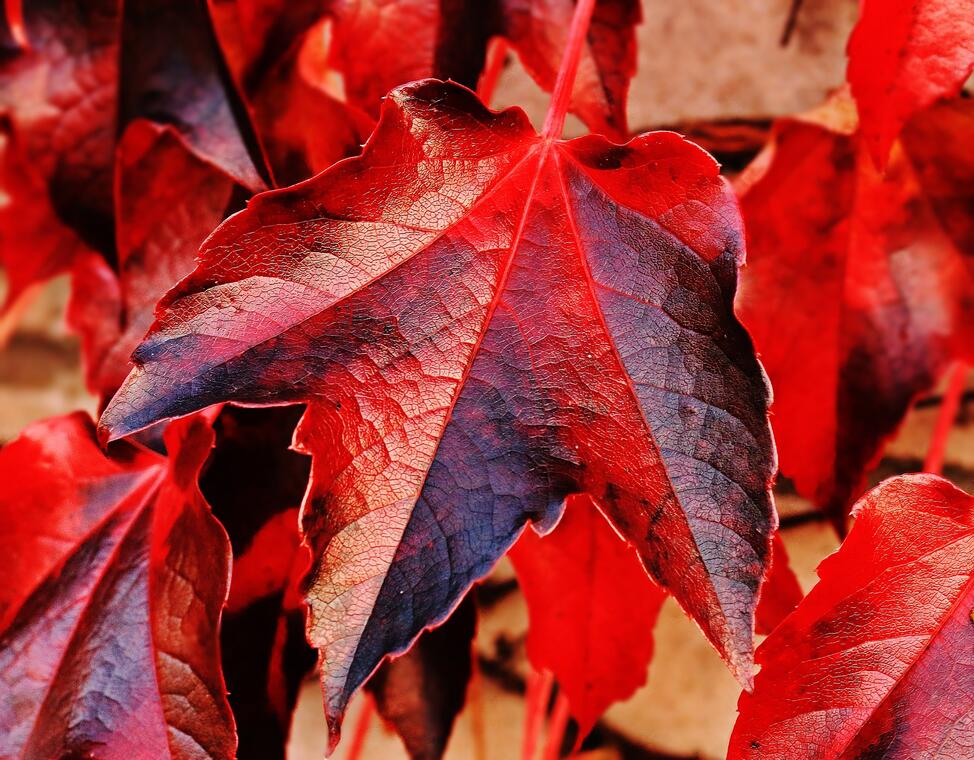 Feuilles de vignes