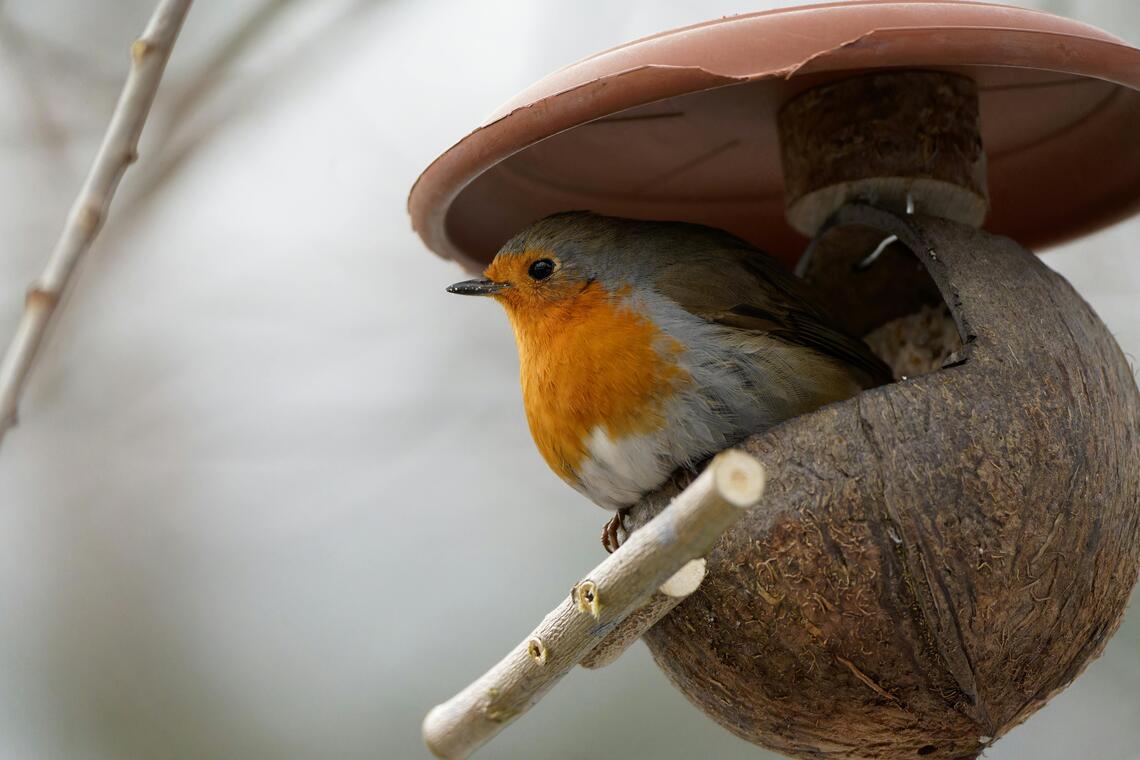 Nichoir oiseau