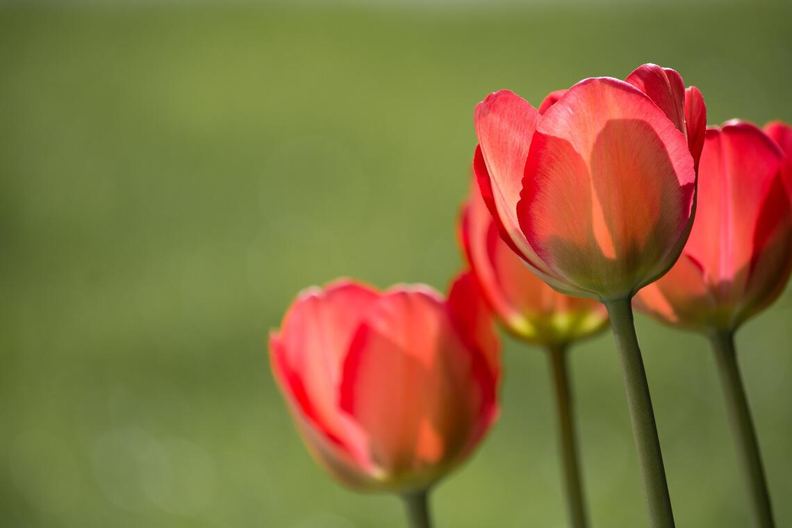 Fleurs