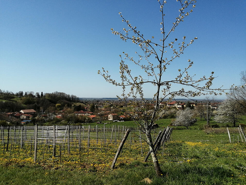 La Combe aux rêves