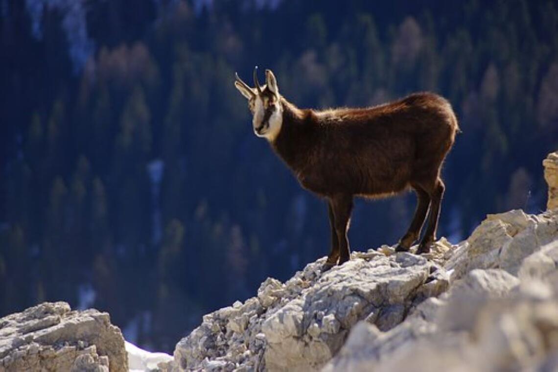 chamois