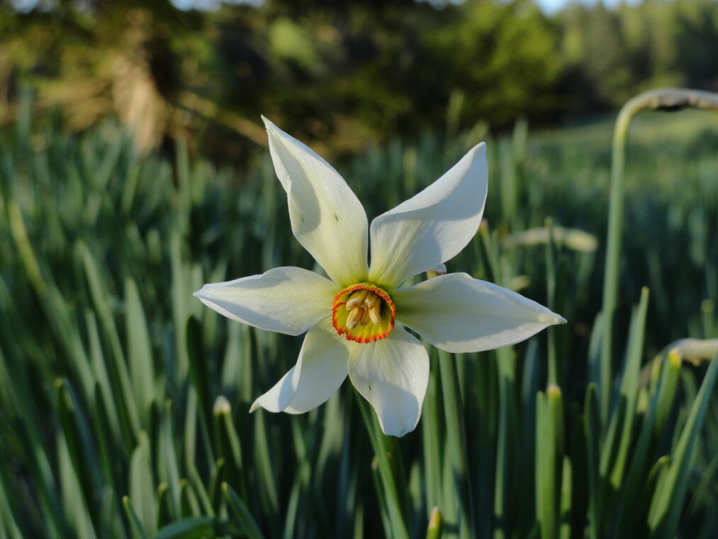 Narcisse Plateau de Retord