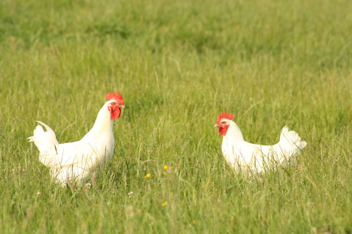 poulets de Bresse