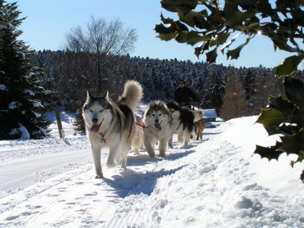 Chiens de traîneaux au Col de la Loge