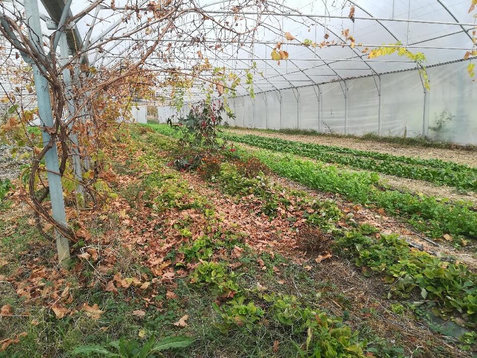 Serre Jardin Élément Terre