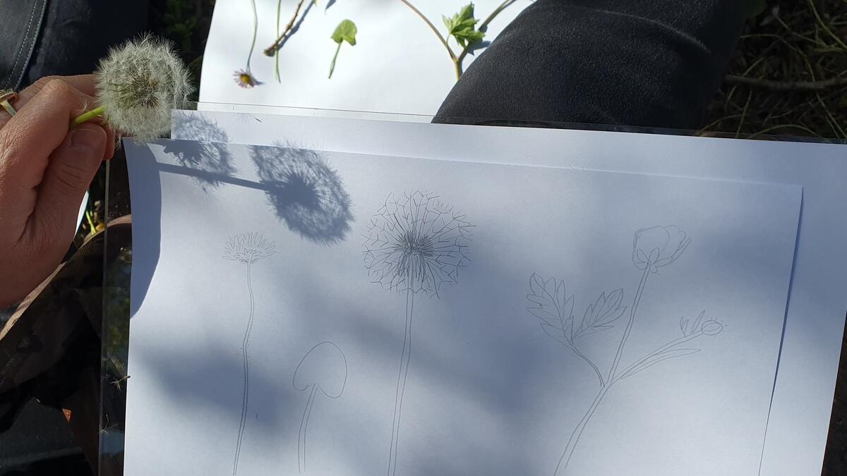 Atelier de dessin d'observation naturaliste avec Emilie Vanvolsem_Bourg-en-Bresse