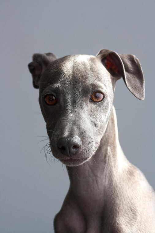 Nationale d'élevage : Greyhounds_Cérilly