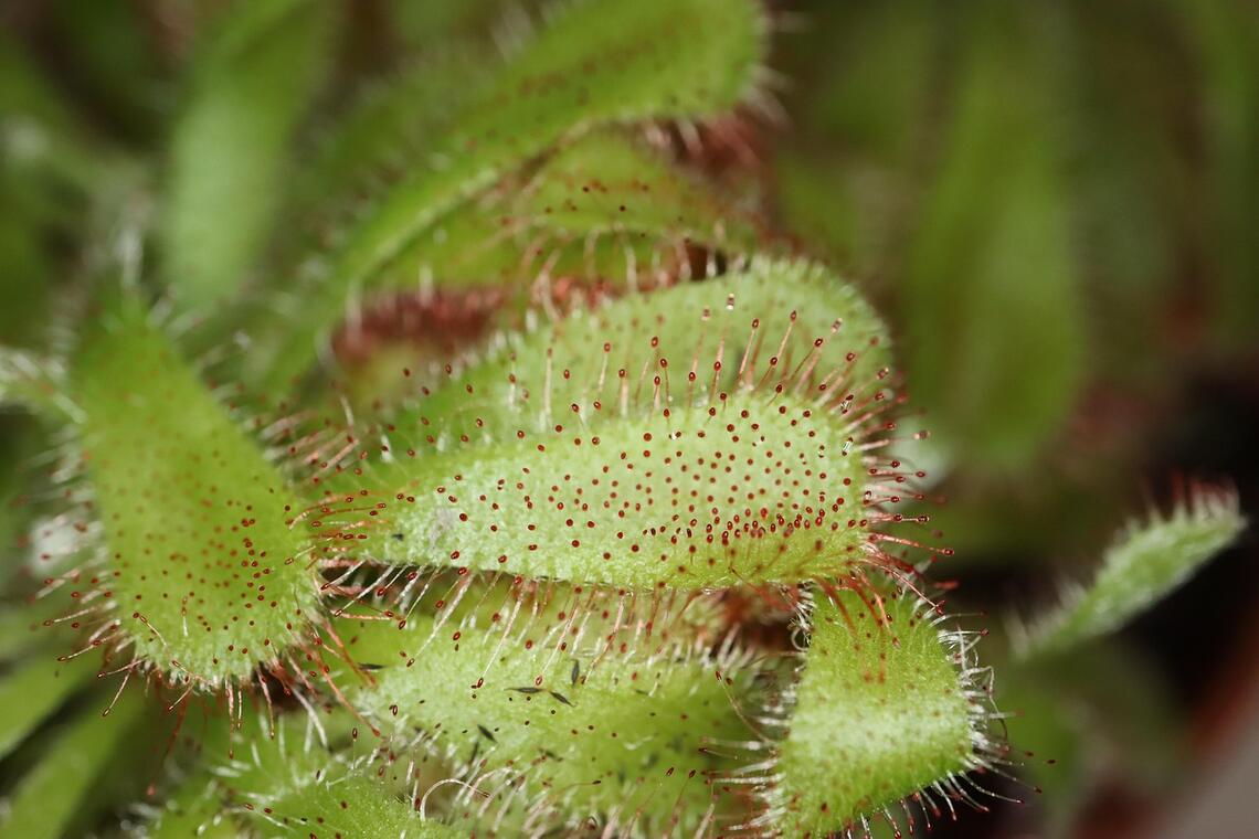 Animation enfant 7-13 ans - Les Plantes carnivores_Ceyzérieu