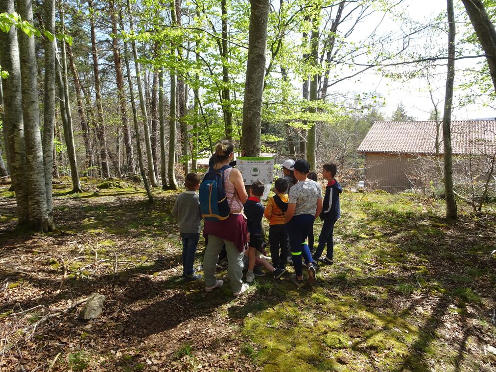 Sentier forestier