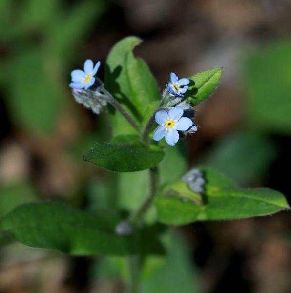 flore ecrins