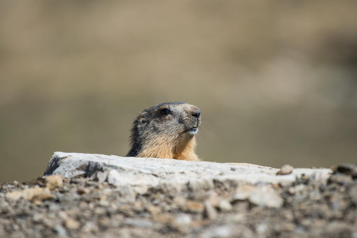 Marmotte