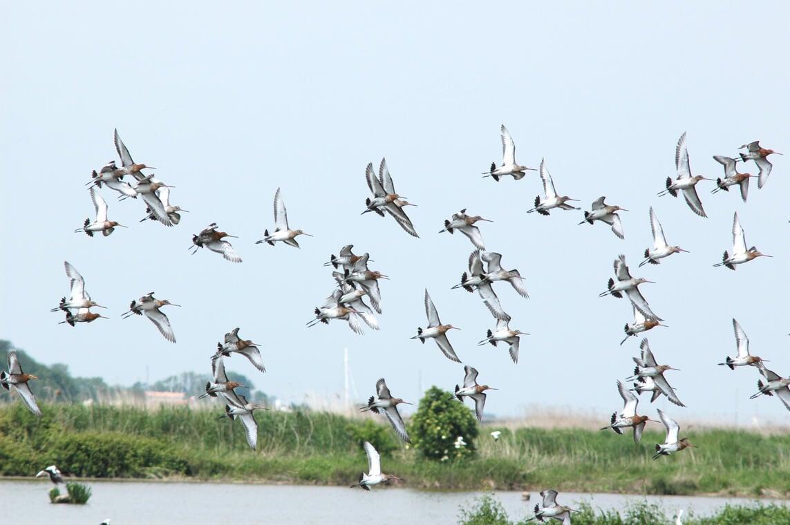 sortie spéciale oiseaux