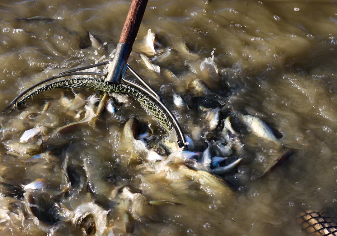 Poissons des étangs de la Dombes