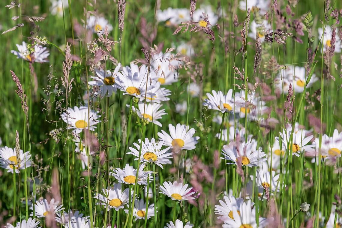 Cueillette de plantes sauvages_Chalmazel - Jeansagnière