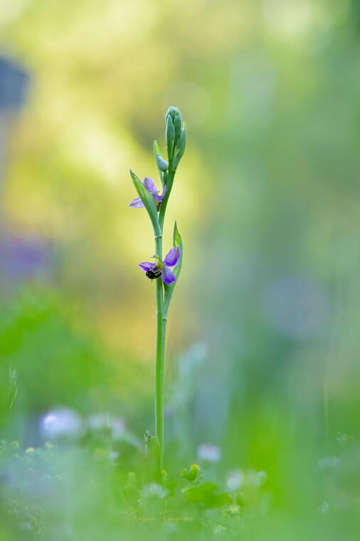 Biodiversités