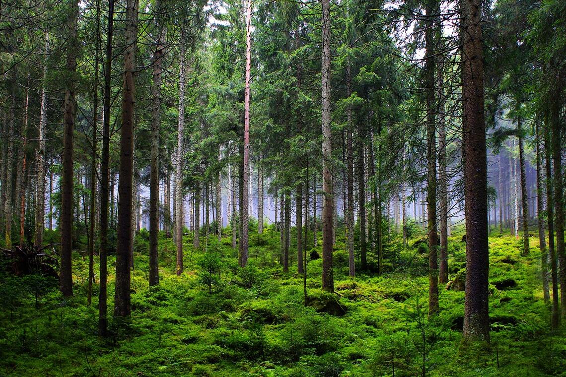 Les Journées de l'Arbre_Montbrison