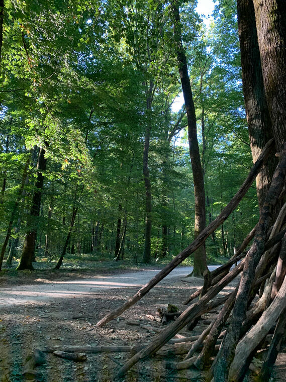 En forêt