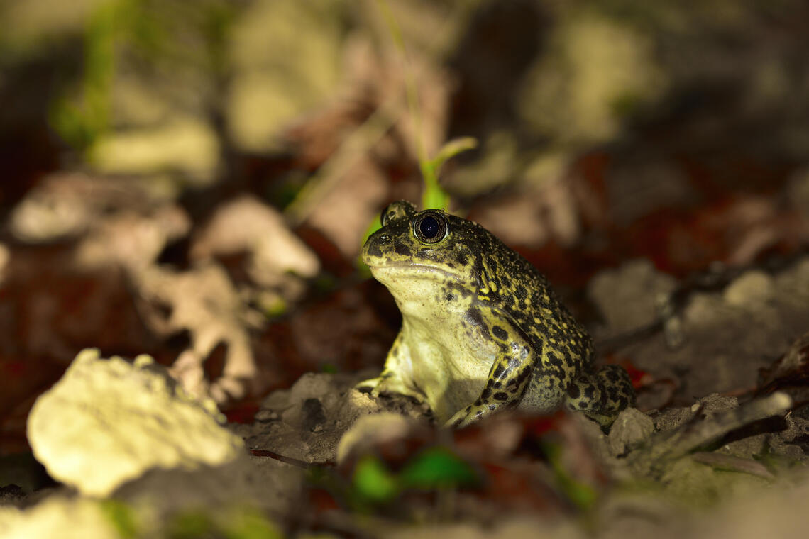 Exposition "Entre terre et eau...les amphibiens" Ligue de Protection des Oiseux_Apt