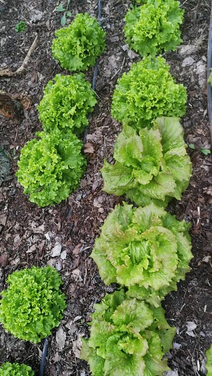 salades à la ferme