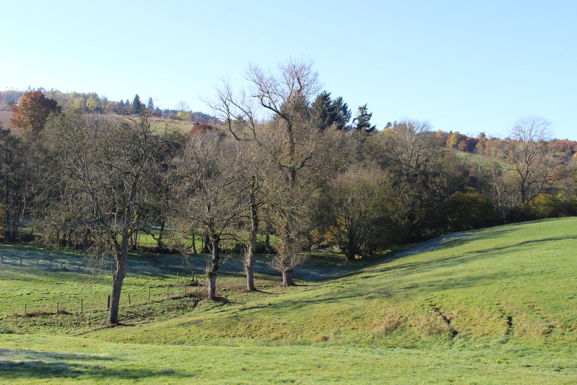 Les Boeufs - Périgneux