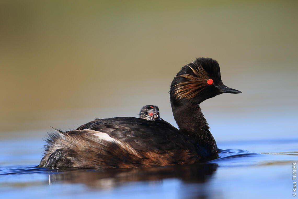 grebe à cou noir et son poussin