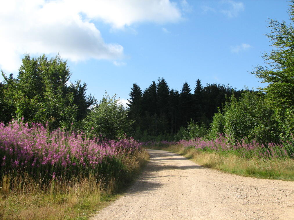 Piste du Roy