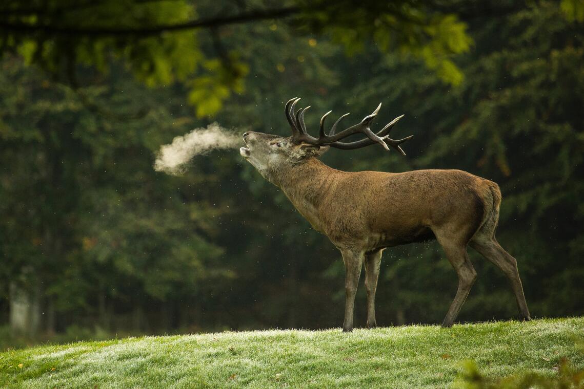 Brâme du cerf
