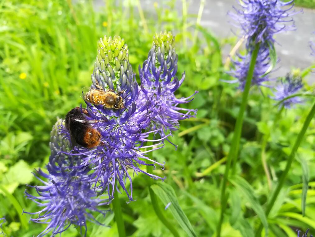 We plantes sauvages comestibles