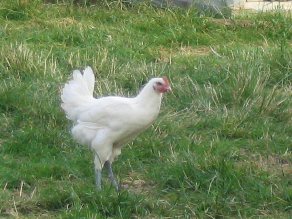 poulet