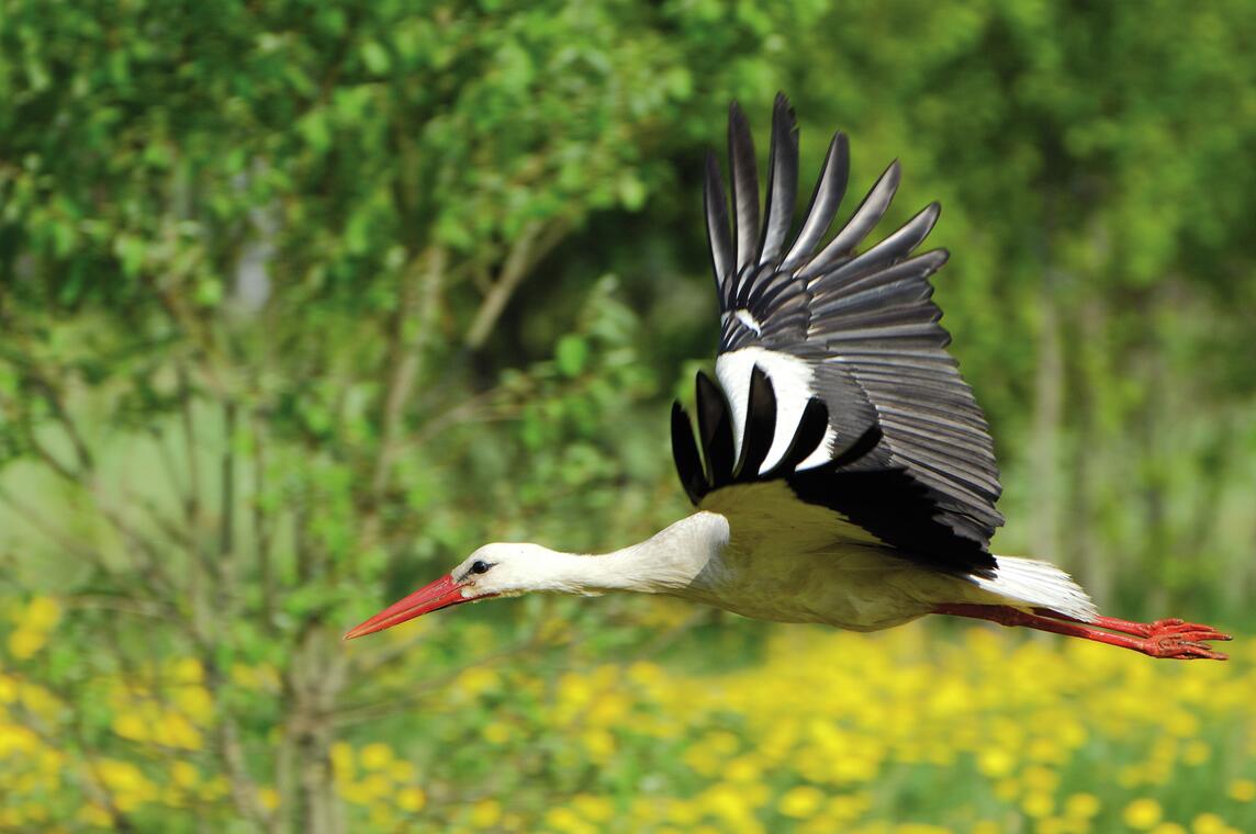 Cigogne blanche