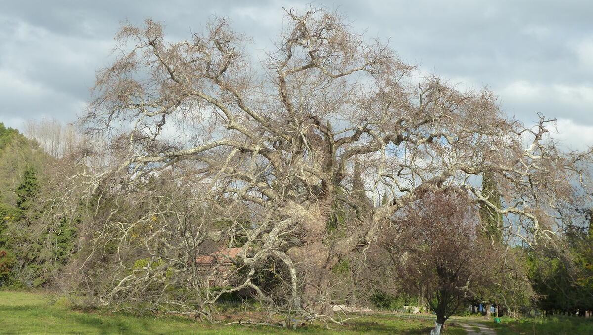 Platane Géant de Lamanon