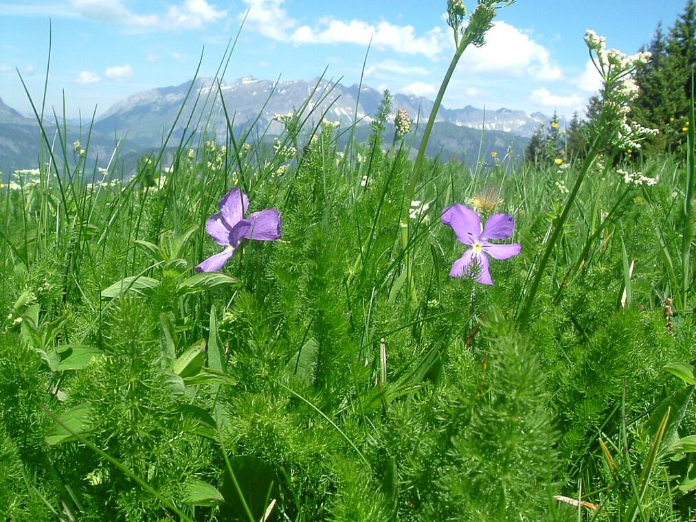 Fleurs et Montagnes