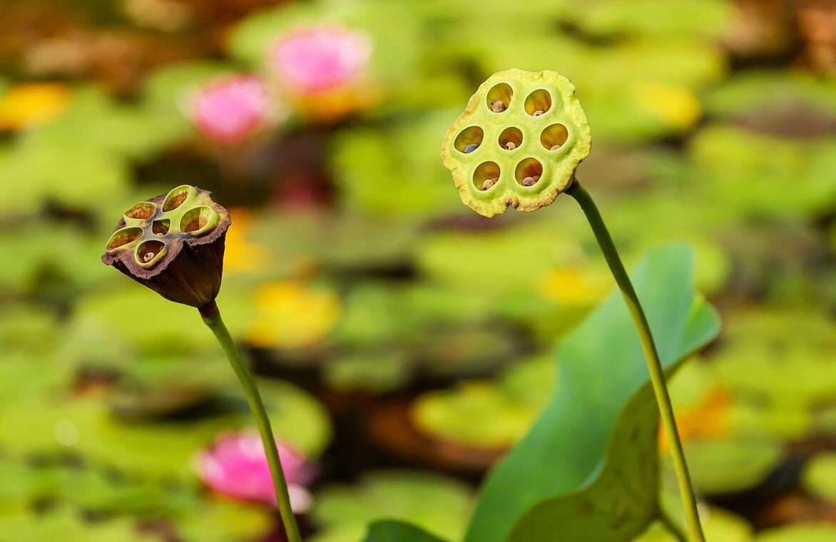 Trocs de graines et de plants_Montbrison