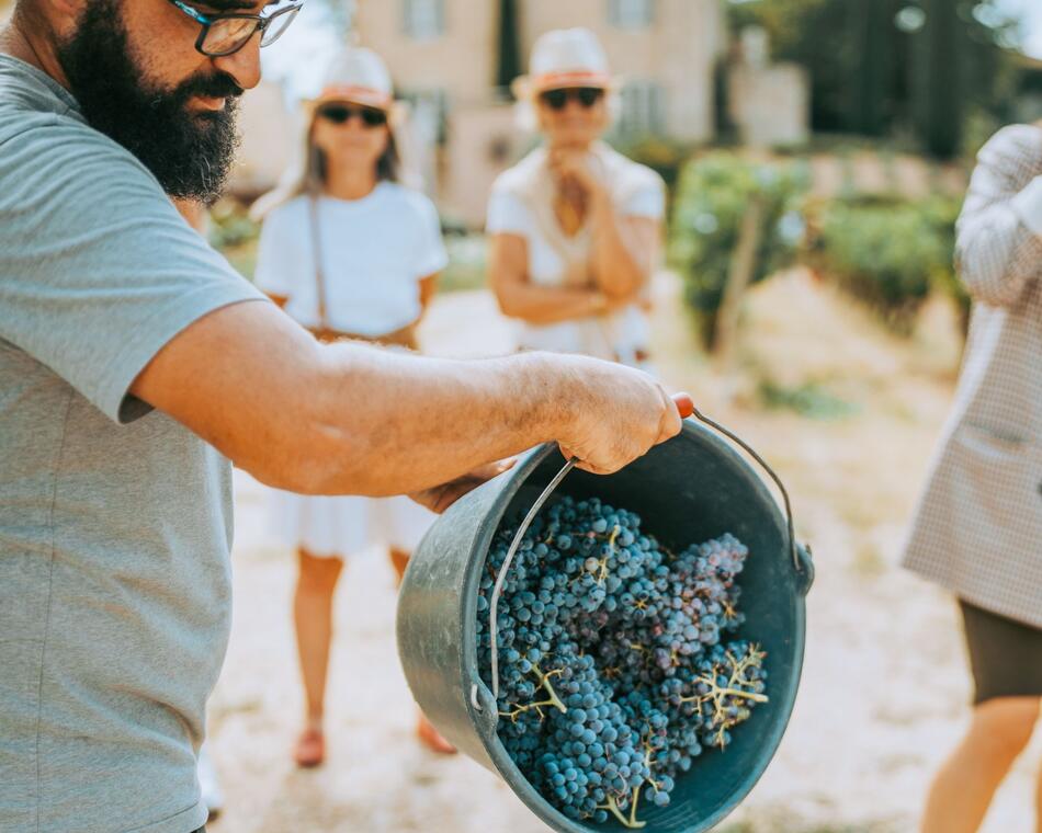 Ban des vendanges