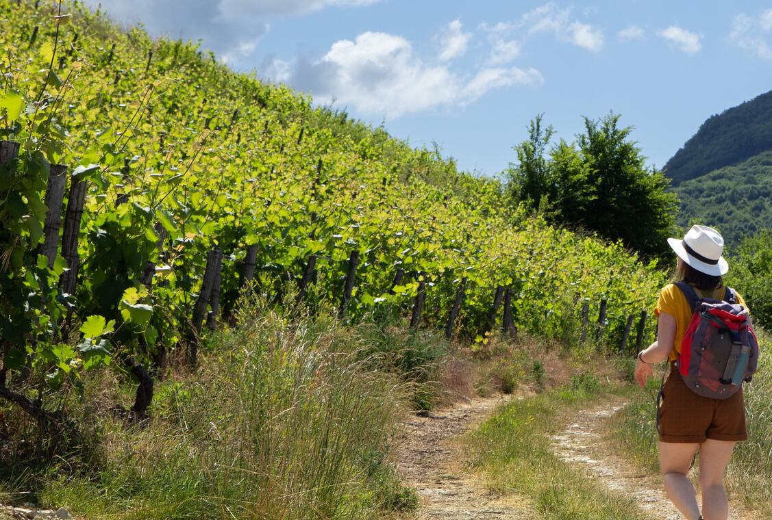 Micro-aventure - Des vignes du Revermont à celles du Bugey