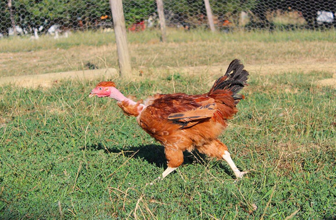 poulet gambadeur