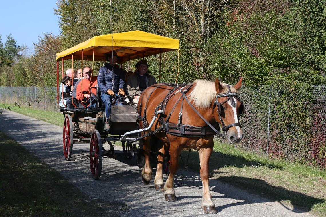 Balade en calèche en Dombes