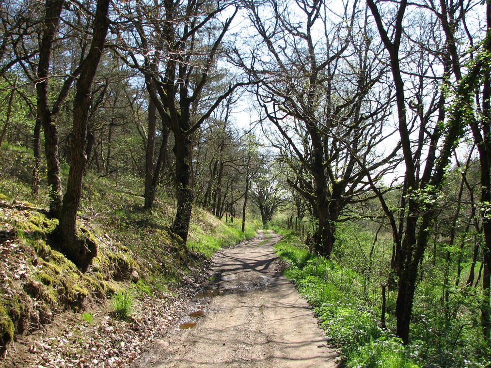 Vallon du Ruillat