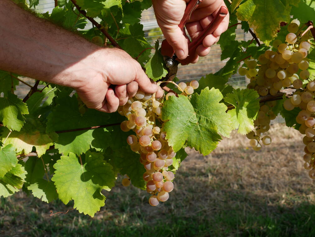 LA VISITE CHASSELAS DU MARDI