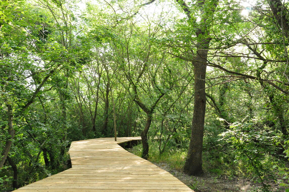 Sentier ethnobotanique des Marais du Vigueirat