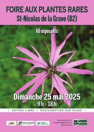 La  Salicaire - Foire aux plantes_Saint-Nicolas-de-la-Grave