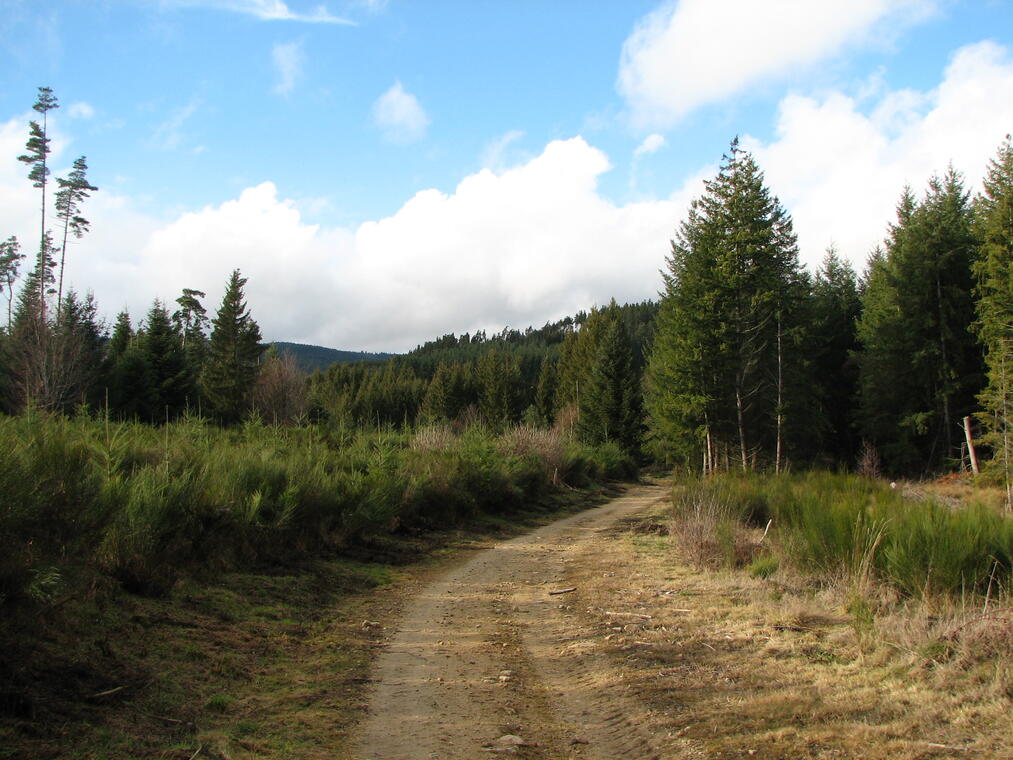 Forêts de pins à Egarande