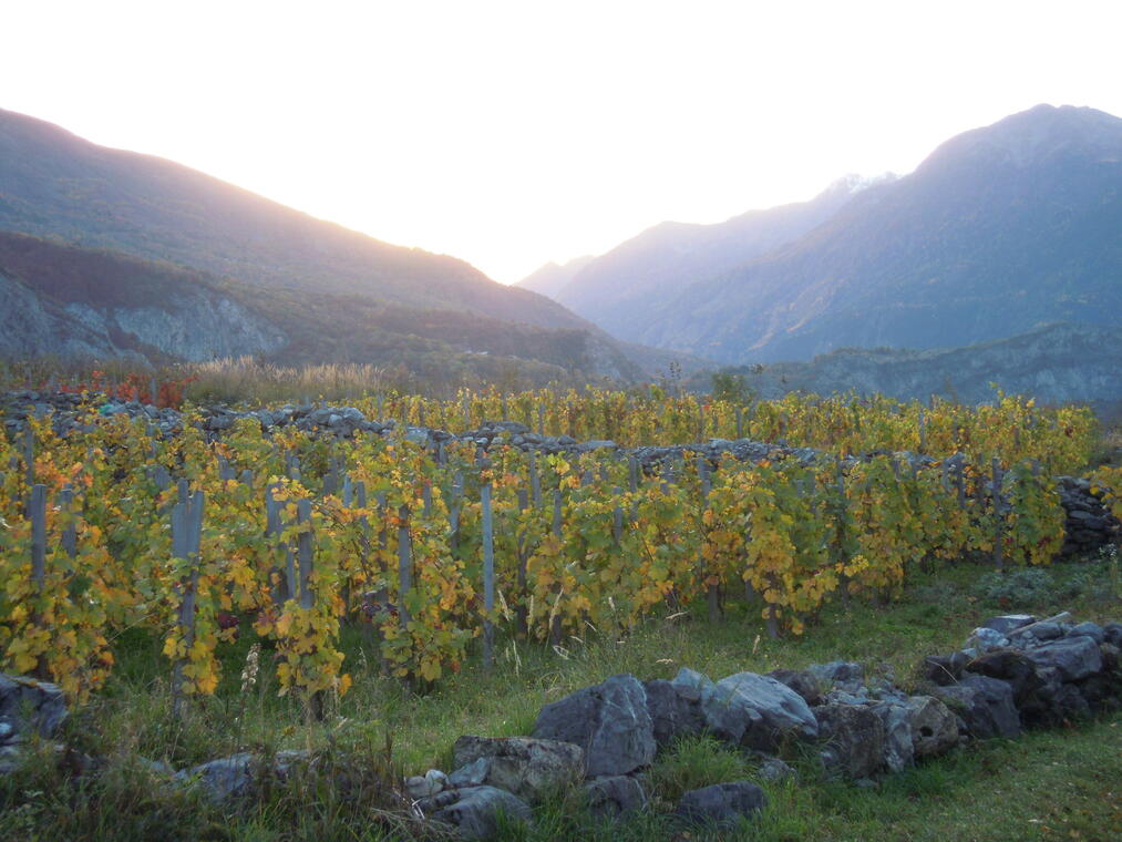 St Julien-Montdenis, vignes et Solid'Art