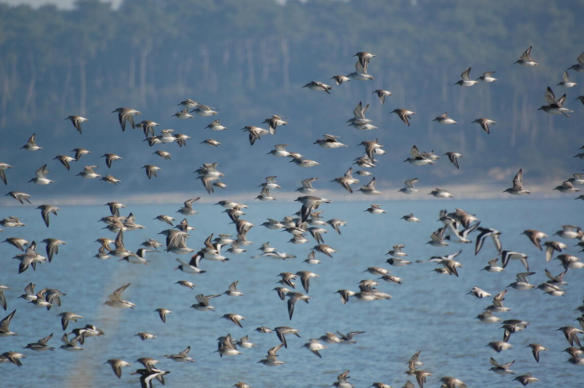 Eurobirdwatch