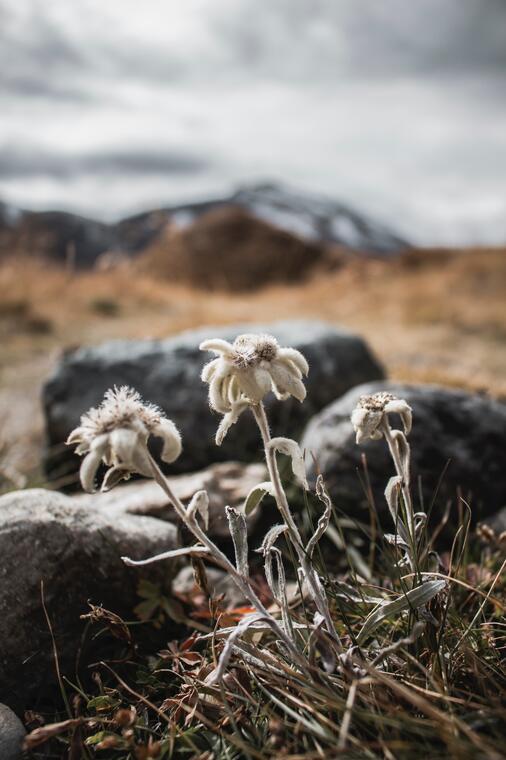 Epicerie Edelweiss