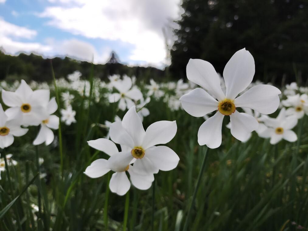 Fête des Narcisses_Valserhône